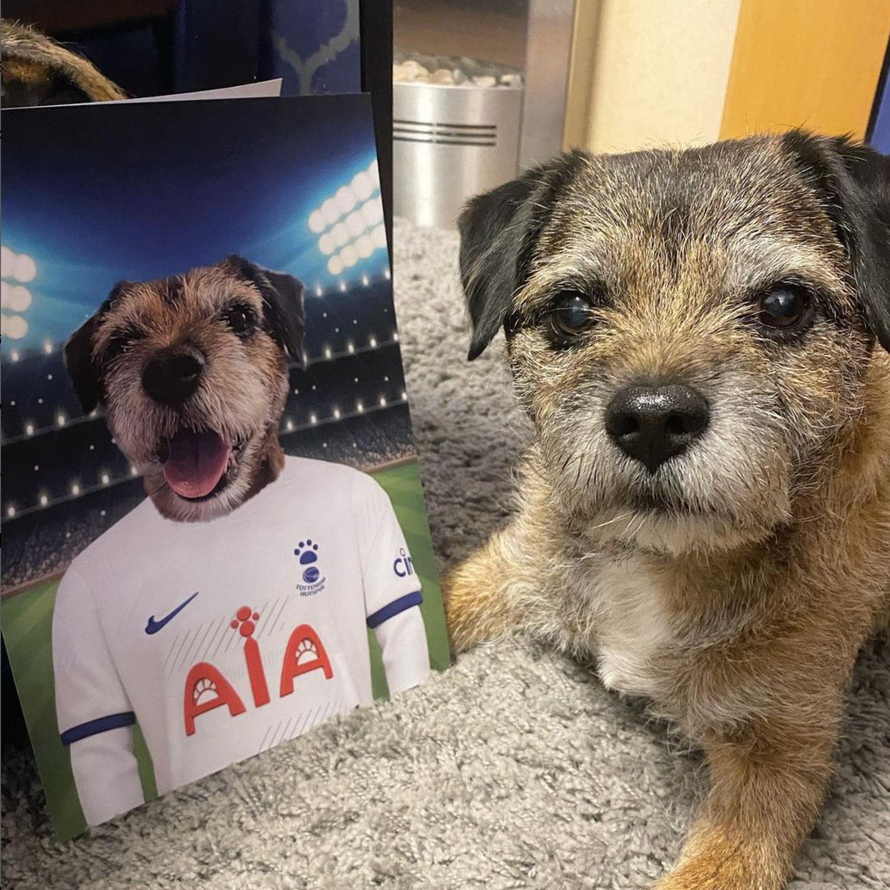 "Spurs Sidekick" - Custom Pet Portrait in Totenham spur Inspired Jersey