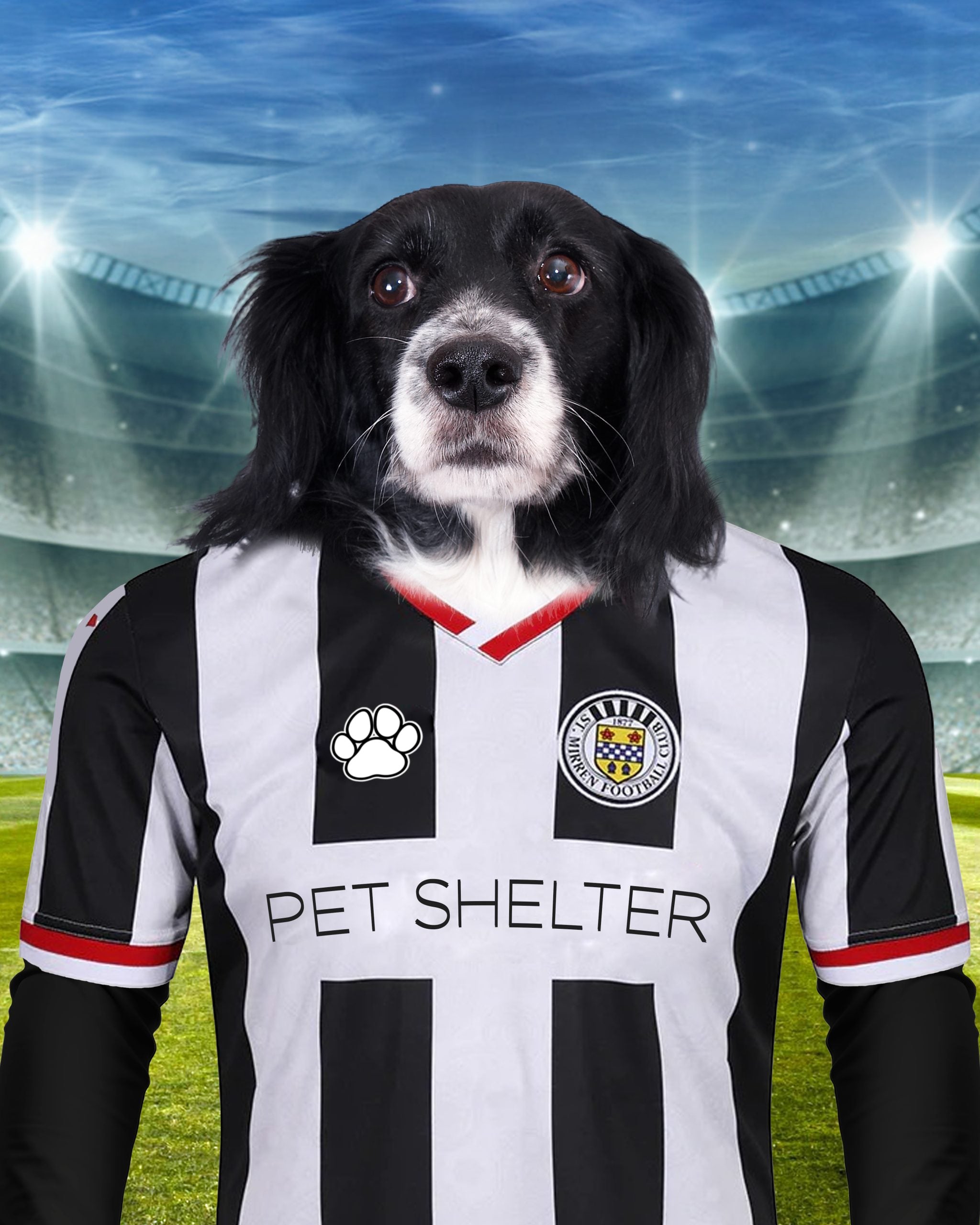 "Saintly Paws" - Custom Pet Portrait in St. Mirren F.C. Inspired Kit